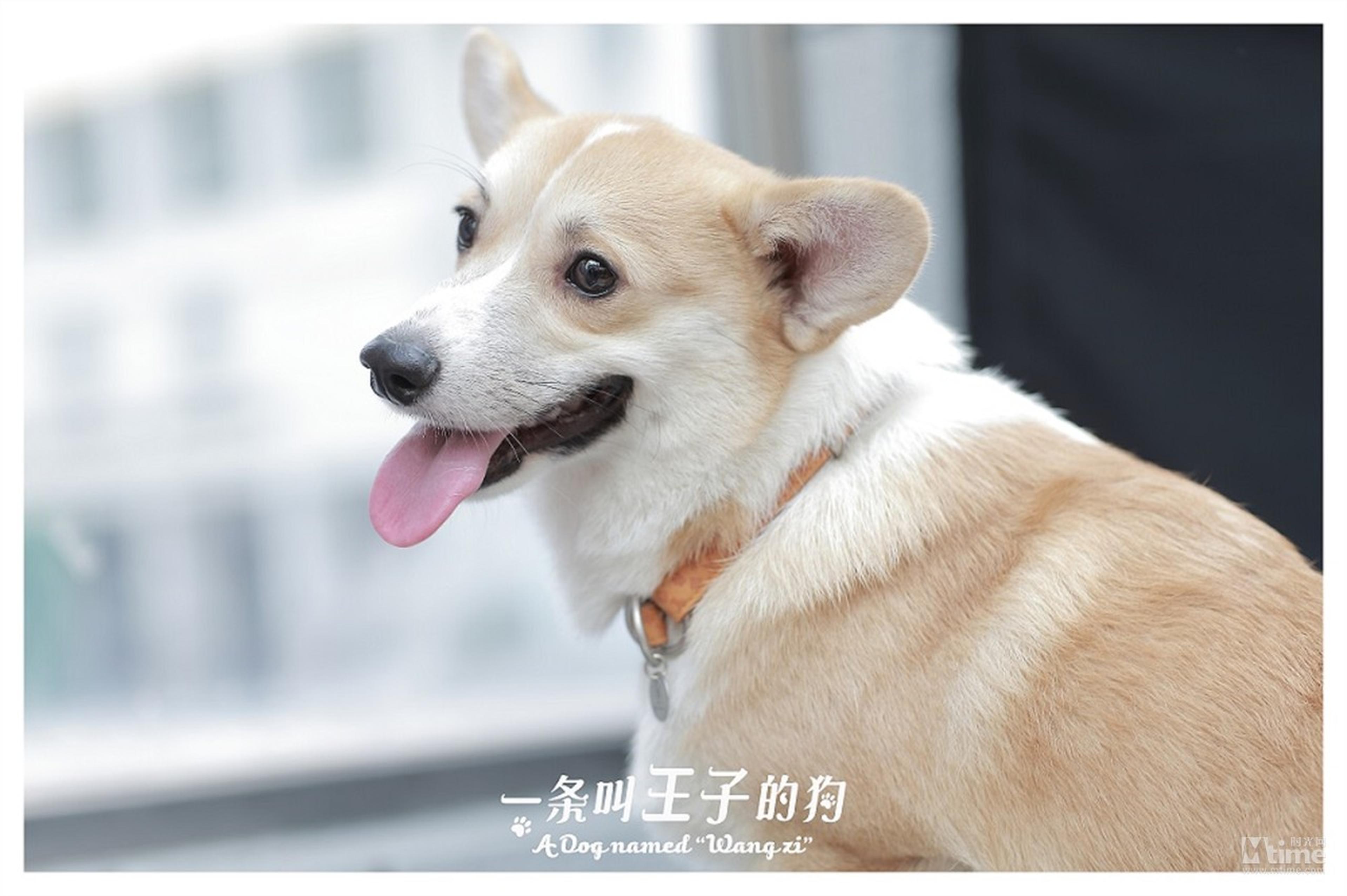 柯基“王子”伸舌头