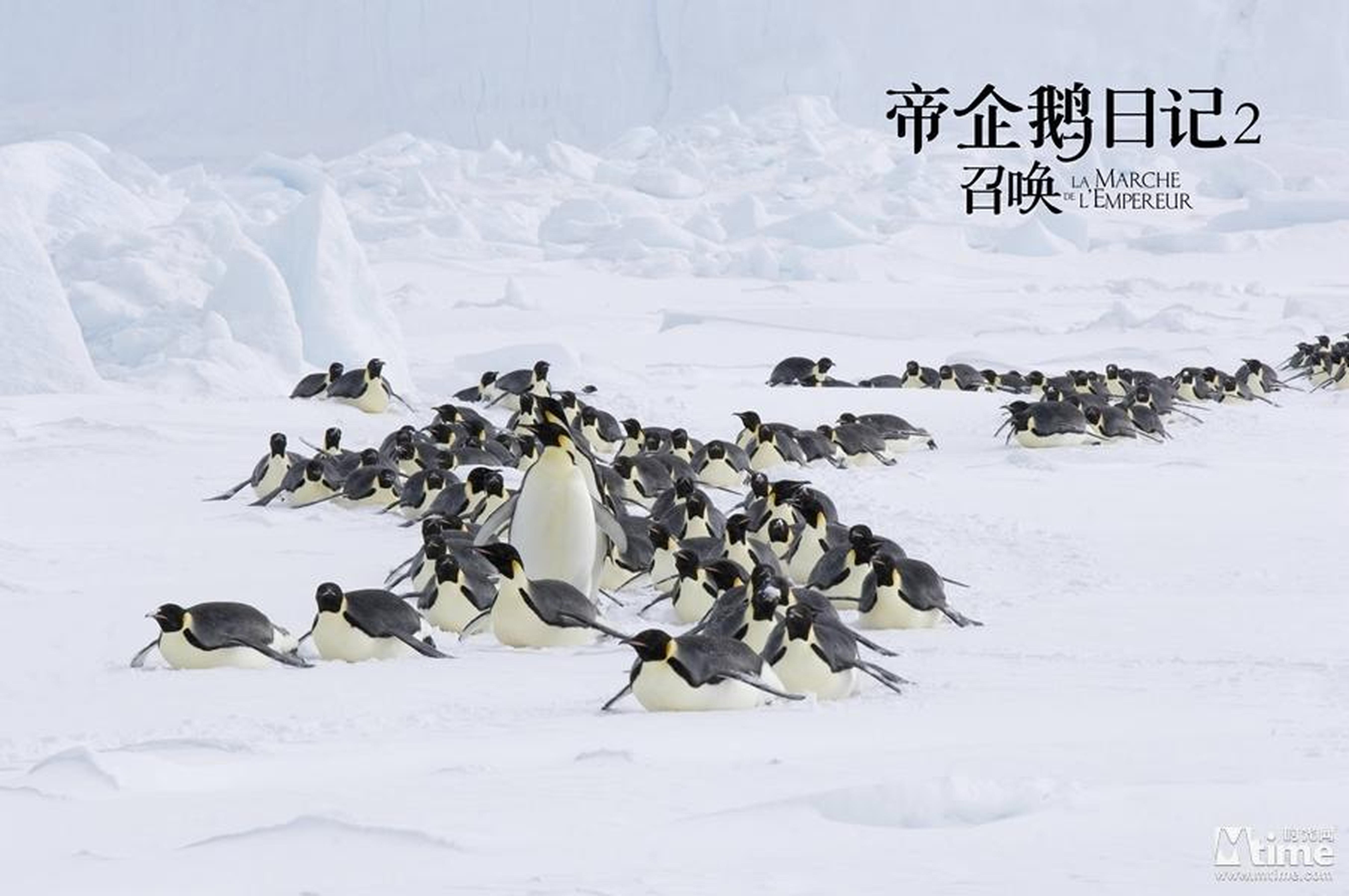 《帝企鹅日记2》剧照，企鹅出行