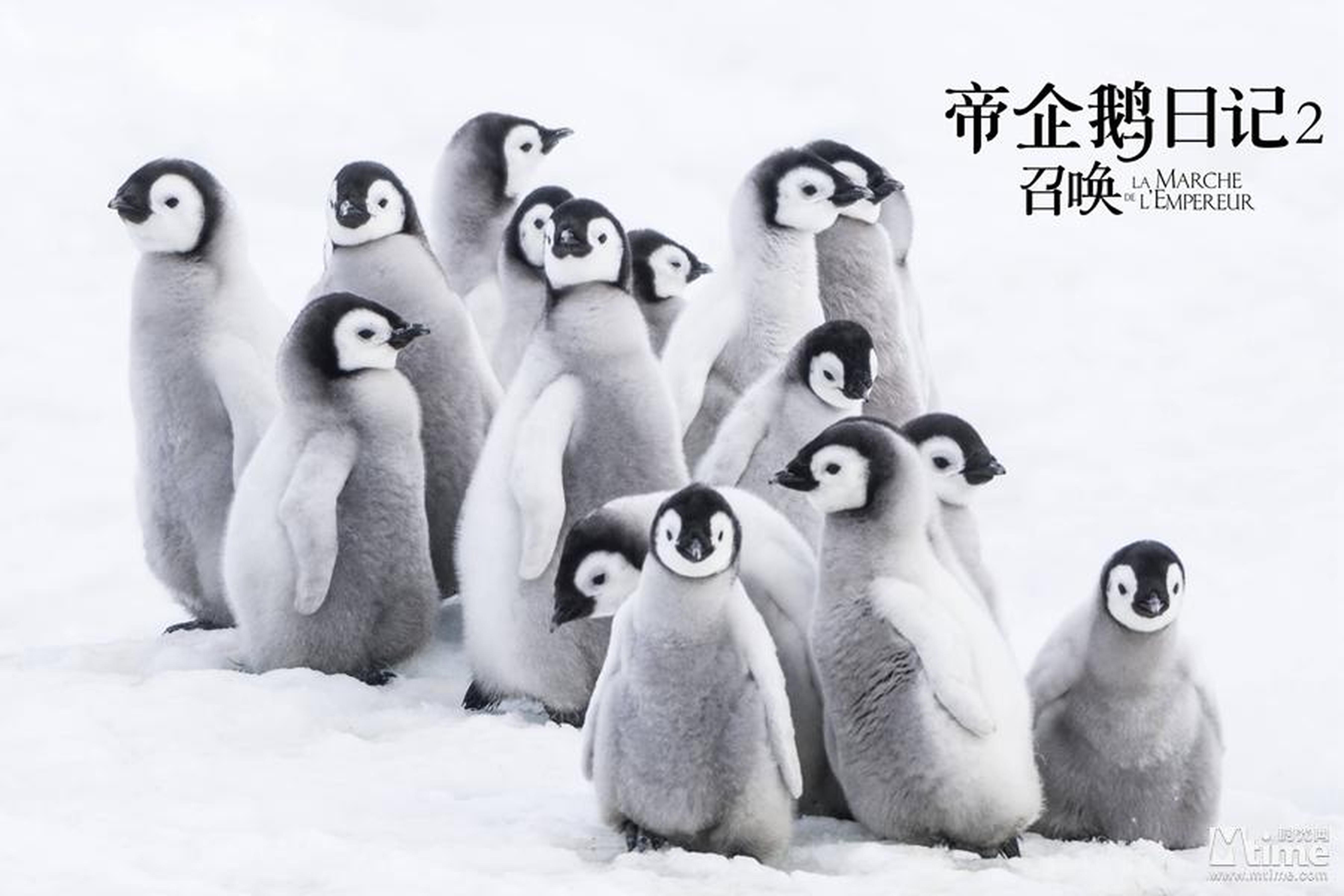 《帝企鹅日记2》剧照，一群小企鹅