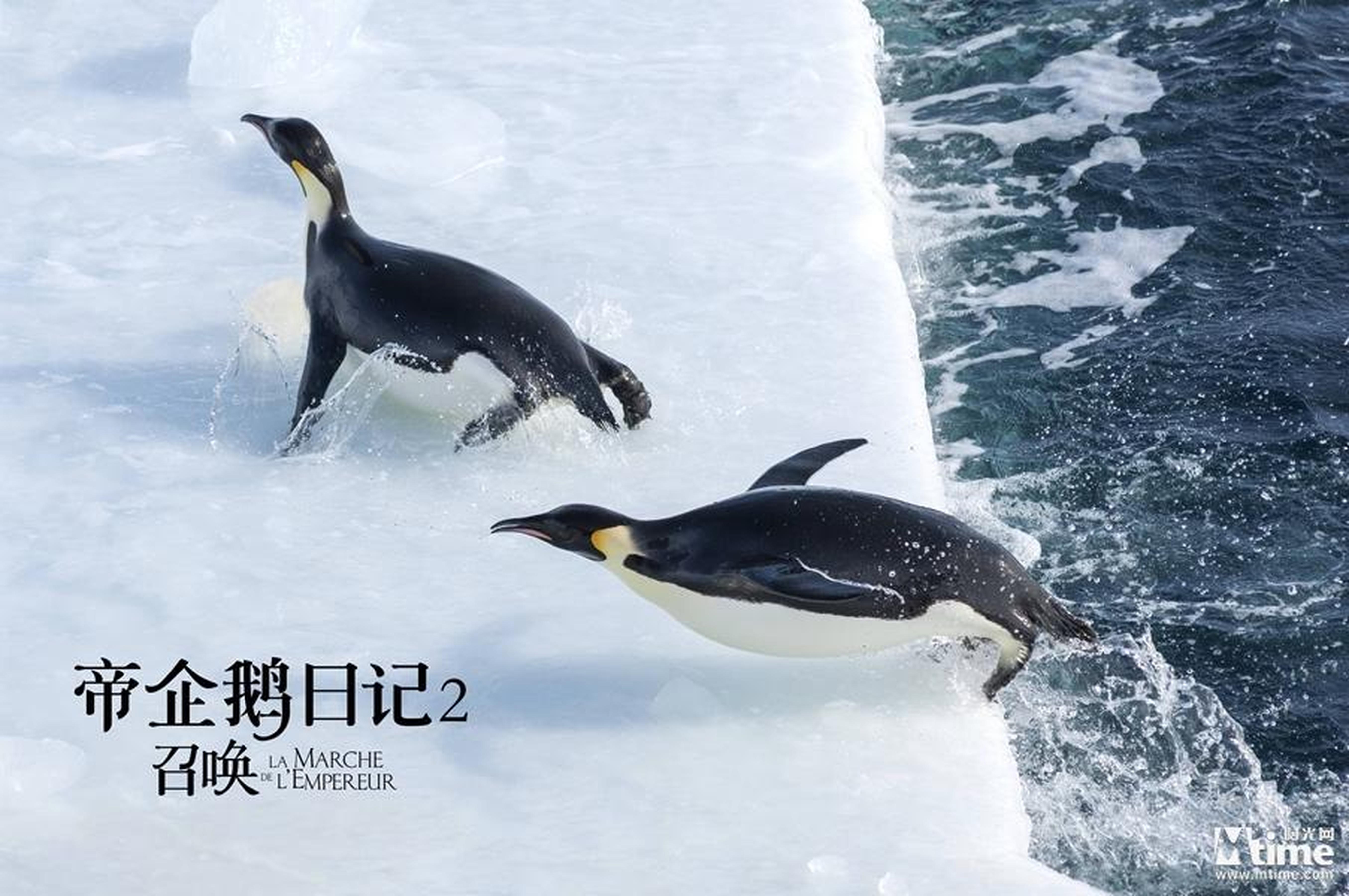 《帝企鹅日记2》剧照，游泳比赛